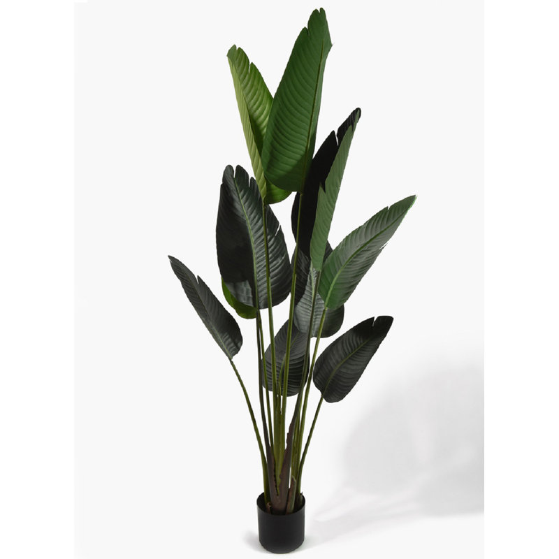 Bayou Breeze Banana Leaf Plant in Pot & Reviews Wayfair